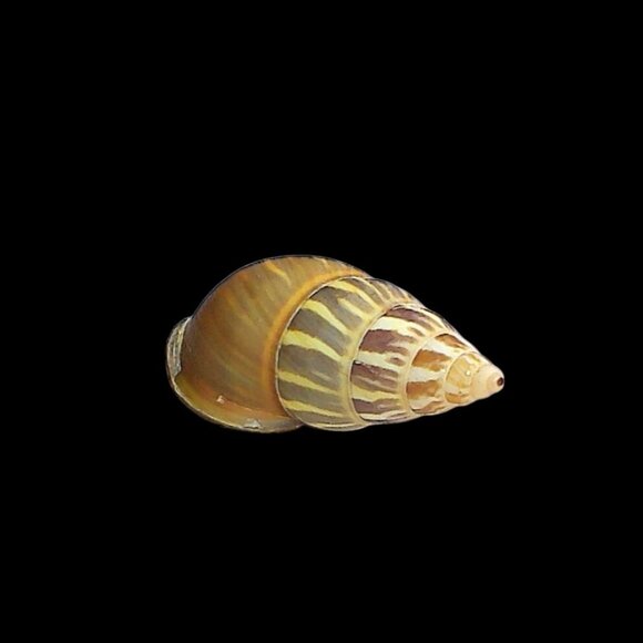 Amphidromus Everettii Specimen Spiral Shell - Picture 5 of 7